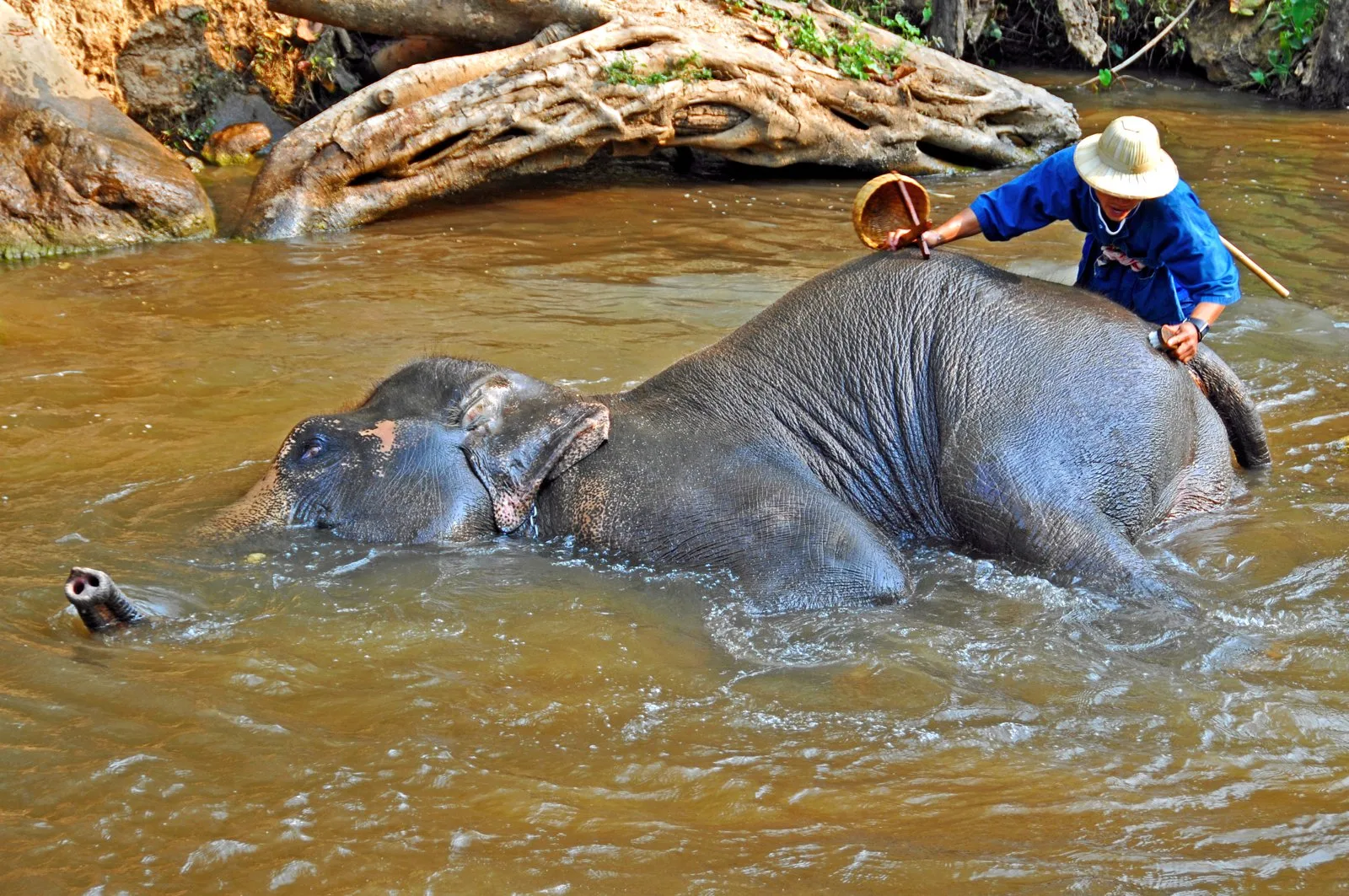 Bukit Elephant Sanctuary